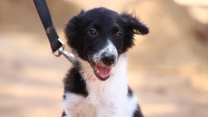 אליס – כלבה לאימוץ – אגודת צער בעלי חיים בישראל