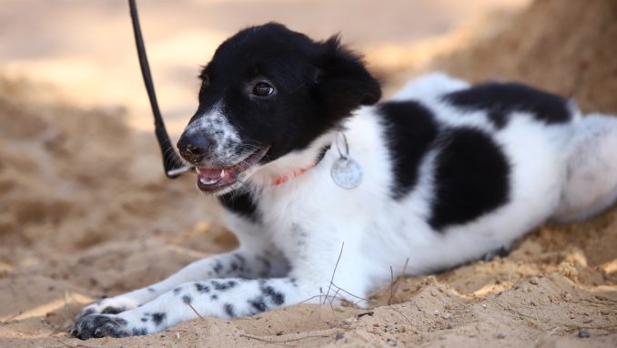 אליס – כלבה לאימוץ – אגודת צער בעלי חיים בישראל