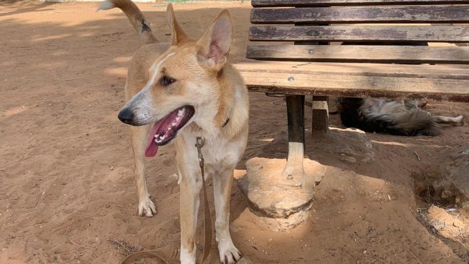 אלכס – כלב לאימוץ – אגודת צער בעלי חיים בישראל