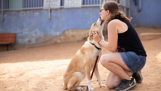 אלכס – כלב לאימוץ – אגודת צער בעלי חיים בישראל