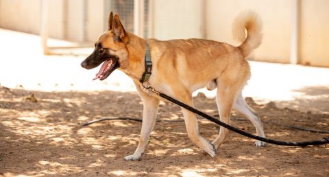 אקסום – כלב לאימוץ – אגודת צער בעלי חיים בישראל