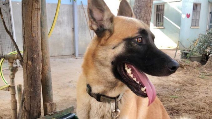 אקסום - כלב לאימוץ - אגודת צער בעלי חיים בישראל