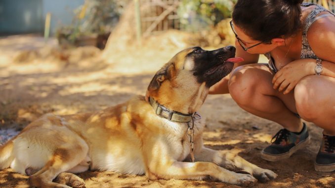 אקסום – כלב לאימוץ – אגודת צער בעלי חיים בישראל
