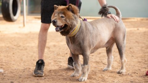 ארצ'י – כלב לאימוץ – אגודת צער בעלי חיים בישראל