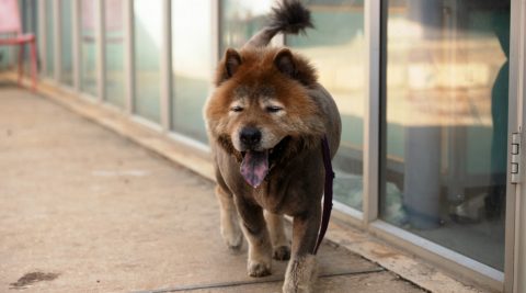 ארצ'י – כלב לאימוץ – אגודת צער בעלי חיים בישראל