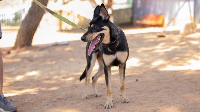 בגירה – כלבה לאימוץ – אגודת צער בעלי חיים בישראל