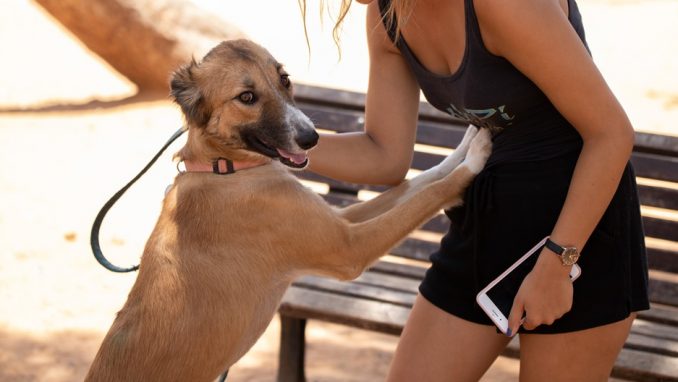 בטא-לי – כלבה לאימוץ – אגודת צער בעלי חיים בישראל