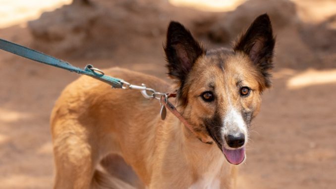 בטא-לי – כלבה לאימוץ – אגודת צער בעלי חיים בישראל