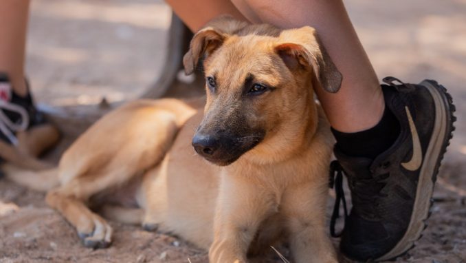 בקס - כלב לאימוץ - אגודת צער בעלי חיים בישראל