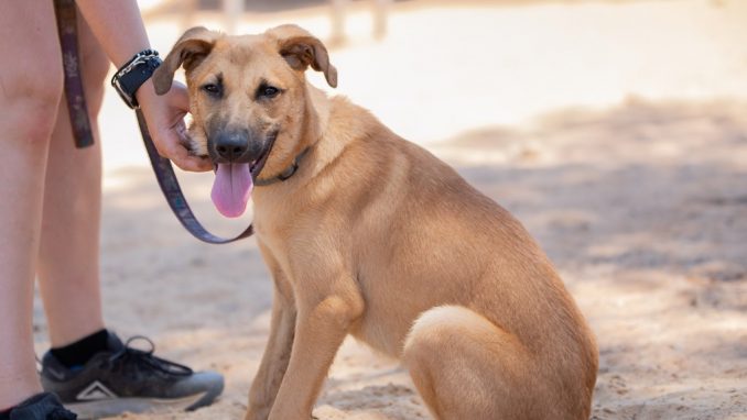 בקס - כלב לאימוץ - אגודת צער בעלי חיים בישראל