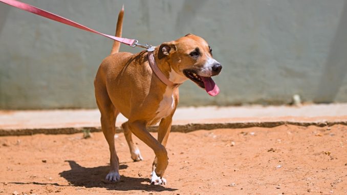 דורה – כלבה לאימוץ – אגודה צער בעלי חיים ישראל