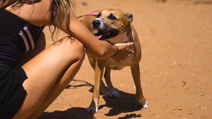 דורה – כלבה לאימוץ – אגודה צער בעלי חיים ישראל