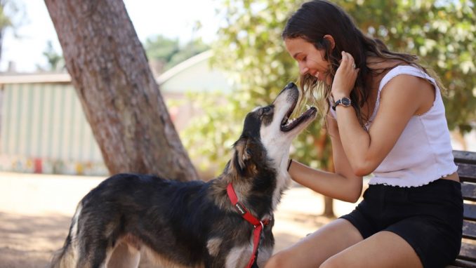 דנוור – כלב לאימוץ – אגודת צער בעלי חיים בישראל