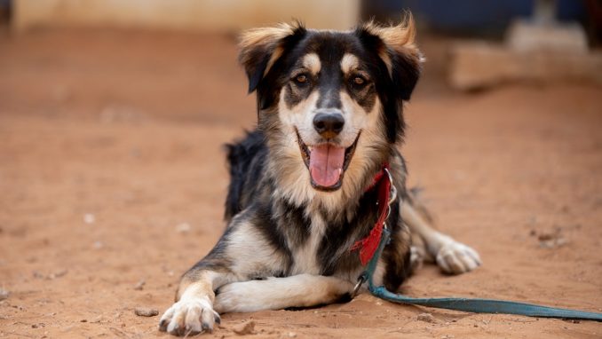 דנוור – כלב לאימוץ – אגודת צער בעלי חיים בישראל