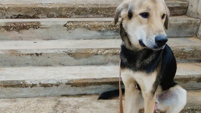 חץ - כלב לאימוץ - אגודת צער בעלי חיים בישראל