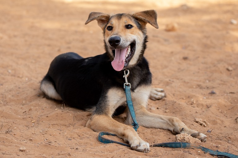 חץ – כלב לאימוץ – אגודת צער בעלי חיים בישראל