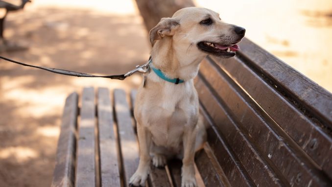 טולי – כלבה לאימוץ – אגודת צער בעלי חיים בישראל