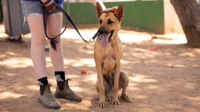 טוני – כלב לאימוץ – אגודת צער בעלי חיים בישראל