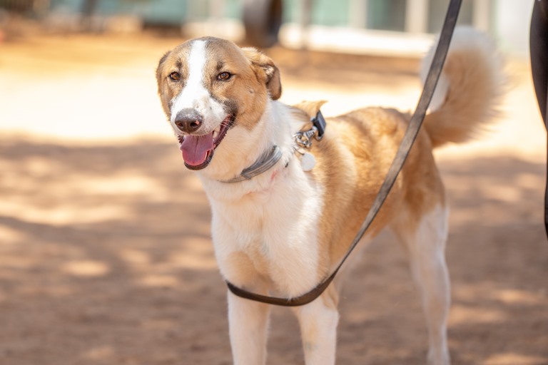 לולה – כלבה לאימוץ – אגודת צער בעלי חיים בישראל
