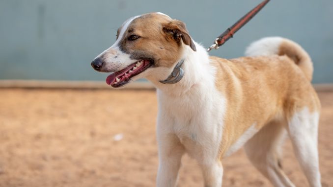 לולה – כלבה לאימוץ – אגודת צער בעלי חיים בישראל