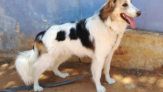 לונה - כלבה לאימוץ - אגודת צער בעלי חיים בישראל