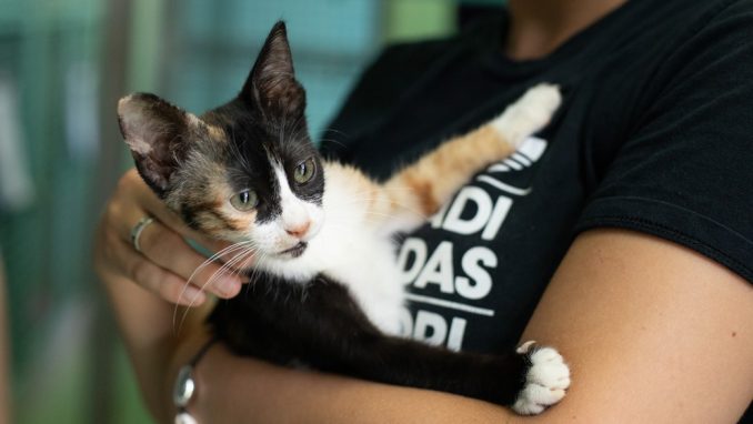 ליזי – חתולה לאימוץ – אגודת צער בעלי חיים בישראל