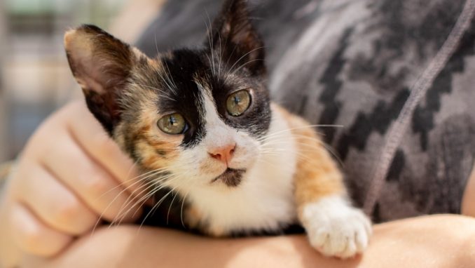 ליזי – חתולה לאימוץ – אגודת צער בעלי חיים בישראל