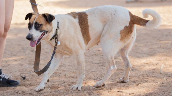מיקה – כלבה לאימוץ – אגודה צער בעלי חיים ישראל