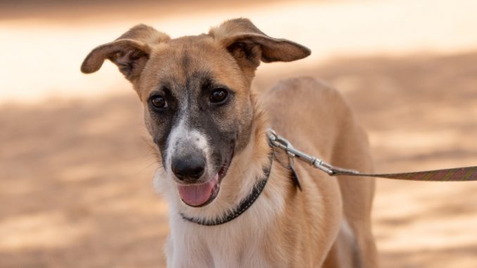 מיקי – כלב לאימוץ – אגודת צער בעלי חיים בישראל