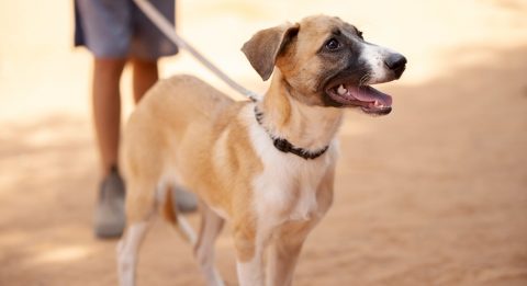 מיקי – כלב לאימוץ – אגודת צער בעלי חיים בישראל