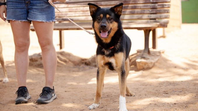 מקס – כלב לאימוץ – אגודת צער בעלי חיים בישראל
