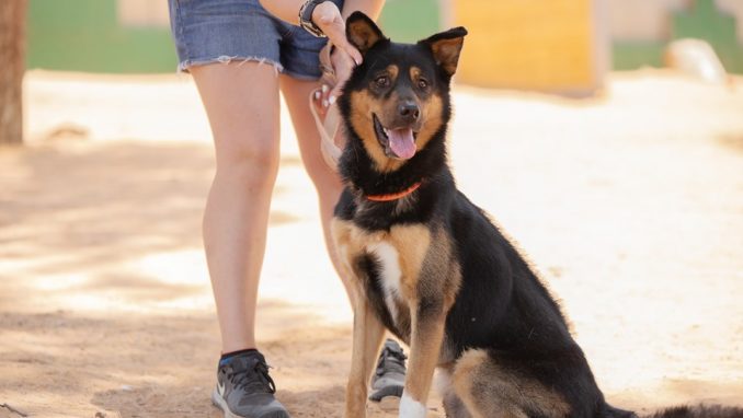 מקס – כלב לאימוץ – אגודת צער בעלי חיים בישראל