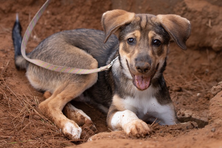 סקיי - כלב לאימוץ - אגודת צער בעלי חיים בישראל