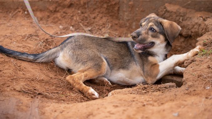 סקיי – כלב לאימוץ – אגודת צער בעלי חיים בישראל