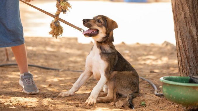 סקיי – כלב לאימוץ – אגודת צער בעלי חיים בישראל