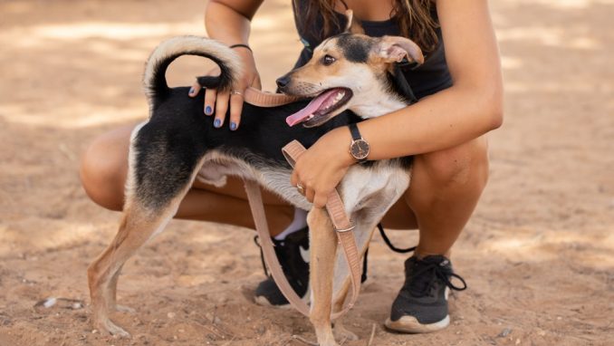 פיטר – כלב לאימוץ – אגודת צער בעלי חיים בישראל