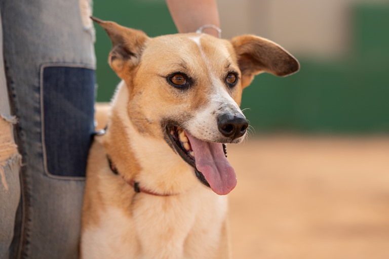 ציקיטה - כלבה לאימוץ - אגודת צער בעלי חיים בישראל