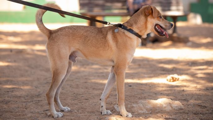 קסם – כלב לאימוץ – אגודת צער בעלי חיים בישראל