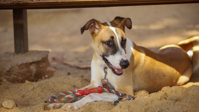 בינץ – כלב לאימוץ – אגודת צער בעלי חיים בישראל