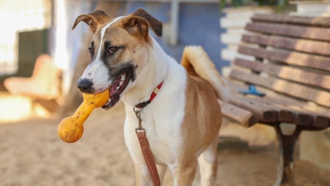 בינץ – כלב לאימוץ – אגודת צער בעלי חיים בישראל