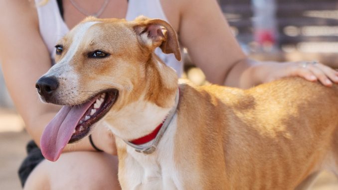 ג'ינג'ר - כלבה לאימוץ - אגודת צער בעלי חיים בישראל