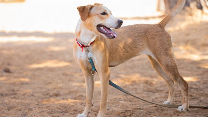 ג'ינג'ר - כלבה לאימוץ - אגודת צער בעלי חיים בישראל
