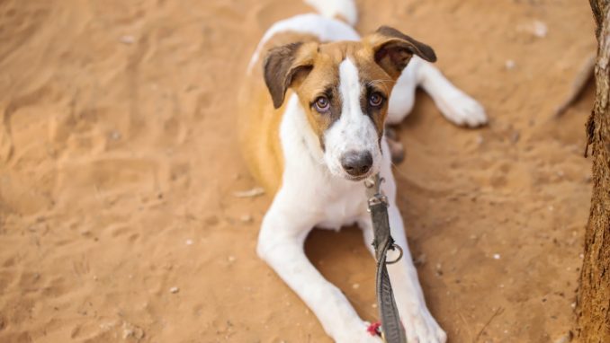 טומי - כלב לאימוץ - אגודת צער בעלי חיים בישראל
