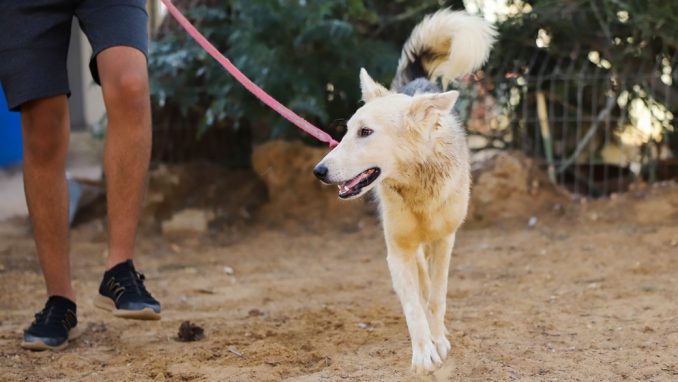 סבר – כלב לאימוץ – אגודת צער בעלי חיים בישראל