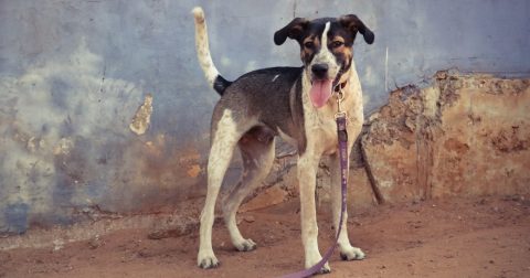 ספארקי - כלב לאימוץ - אגודת צער בעלי חיים בישראל