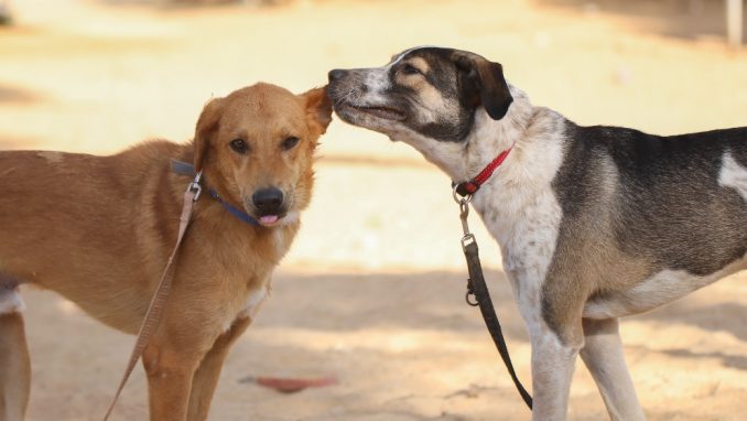 ספארקי מייקי - כלב לאימוץ - אגודת צער בעלי חיים בישראל