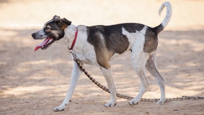 ספארקי - כלב לאימוץ - אגודת צער בעלי חיים בישראל