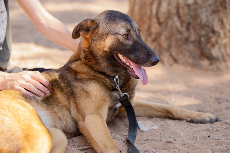 עמנואלה - כלבה לאימוץ - אגודת צער בעלי חיים בישראל