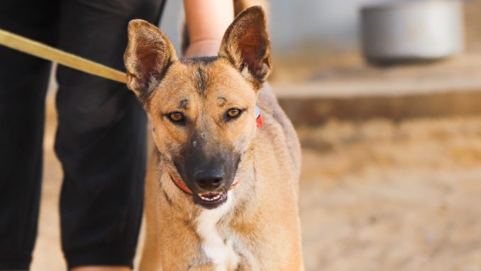קייסי - כלבה לאימוץ - אגודת צער בעלי חיים בישראל