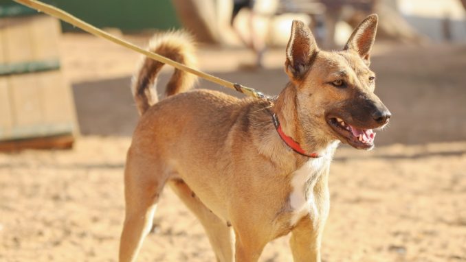 קייסי - כלבה לאימוץ - אגודת צער בעלי חיים בישראל